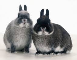 Kelinci Netherland Dwarf Kebun Kelinci