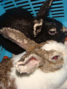 Kelinci yang terkena scabies