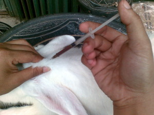 Cara mengobati scabies/gudig pada kelinci